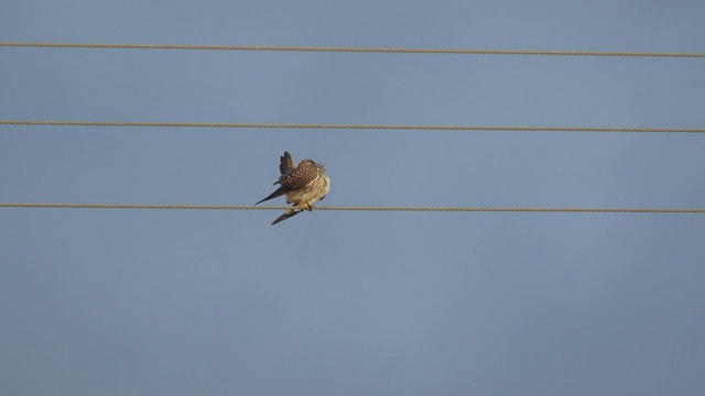 一只美丽的狩猎红隼，Falco tinnunculus，在英国一个多风的日子栖息在一根电缆上。视频素材