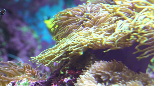 海葵中的小丑鱼视频素材