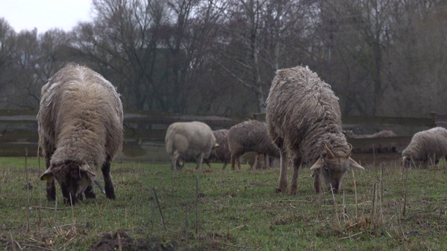 在农田上吃草的毛茸茸的绵羊。一群羊在户外吃草视频素材