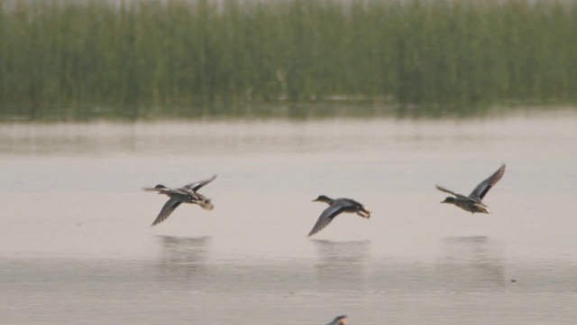 镰形鸭或镰形鸭(镰形鸭)-兴安自然保护区视频下载