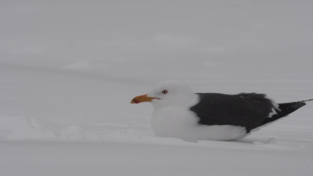 海鸥在白雪覆盖的田野上视频素材