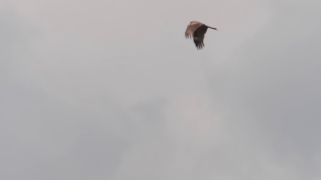 黑鸢(黄鹂)-兴安自然保护区视频素材