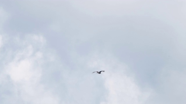 黑鸢(黄鹂)-兴安自然保护区视频下载