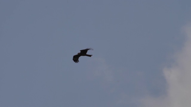 黑鸢(黄鹂)-兴安自然保护区视频素材