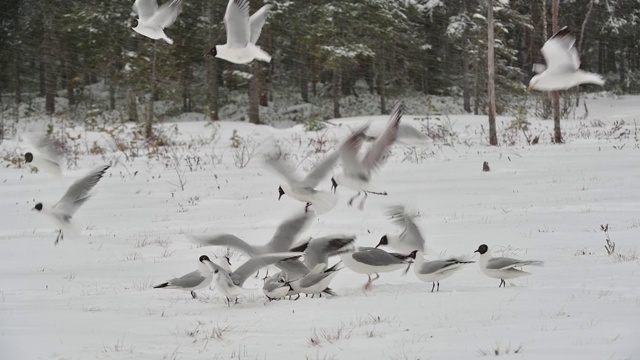 海鸥在白雪覆盖的田野上觅食。视频素材