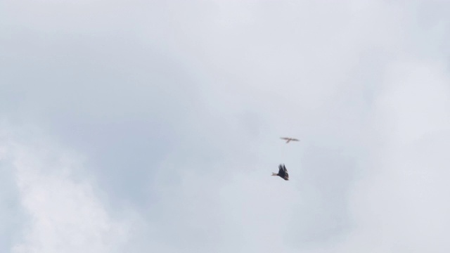 鹰对黑风筝-兴安自然保护区视频下载