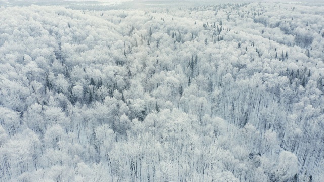暴风雪后冬季北方自然森林的4K航拍视频，魁北克，加拿大视频素材
