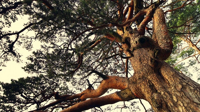 在韩国庆相北道的乌尔津金岗松林中，一棵600年的老树(直立的红松)视频素材