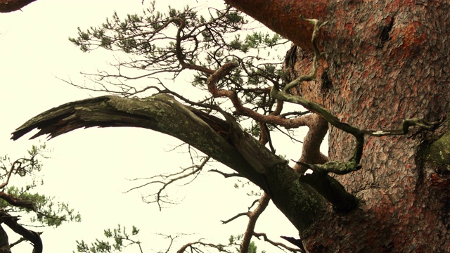韩国庆尚北道乌尔金金松林的一棵600年树龄的松树(直立的红松)视频素材