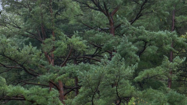 树在暴雨中摇摆，乌尔金金冈松林/乌尔金枪，庆尚北道，韩国视频下载