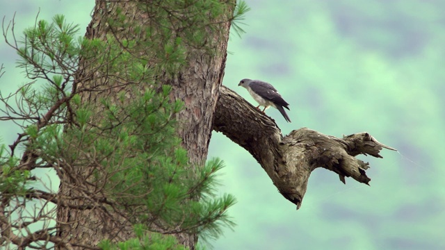 灰蛙鹰坐在乌尔津金岗松林的树枝上，乌尔津枪，庆尚北道，韩国视频素材
