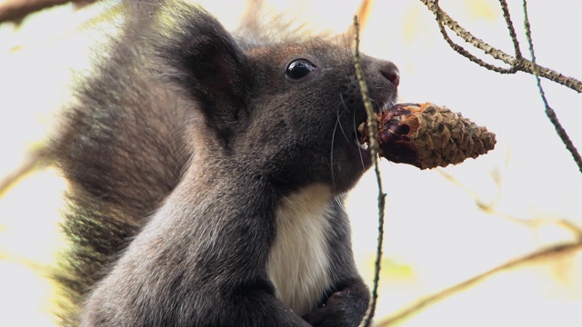 在韩国庆尚北道的乌尔津今岗松林里，一只松鼠正在咬松果视频下载