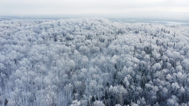 暴风雪后冬季北方自然森林的4K航拍视频，魁北克，加拿大视频素材