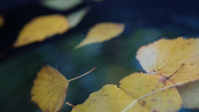 秋天的黄叶漂浮在水上视频素材