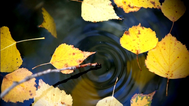 树枝悬垂在水面上，拨弄它，使水面产生年轮视频素材
