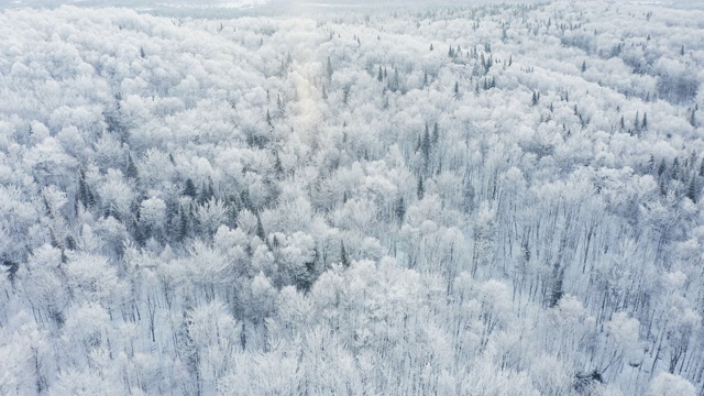 暴风雪后冬季北方自然森林的4K航拍视频，魁北克，加拿大视频下载