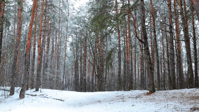 冬季雪域森林公园在暴雪期间的行走运动。雪混交林视频素材
