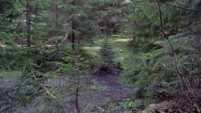 森林里狂风暴雨的山河视频素材