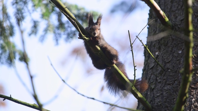 红松鼠在森林的树上视频素材