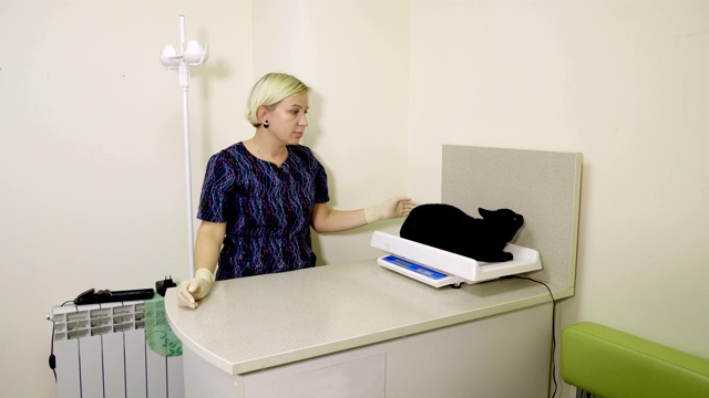兽医在兽医诊所给黑猫的检查称重。4 k视频下载