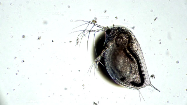 透明甲壳类水蚤在显微镜下放大视频下载