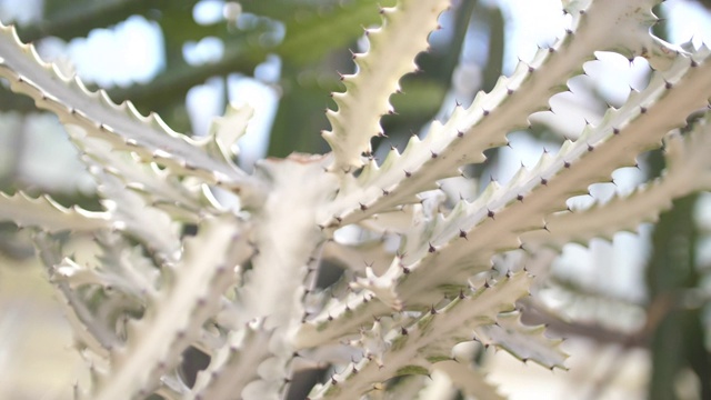 沙漠花园里的白色仙人掌，4K视频素材