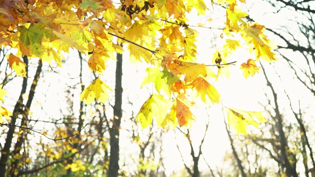 阳光透过明亮的桔黄色秋叶照射进来。视频素材