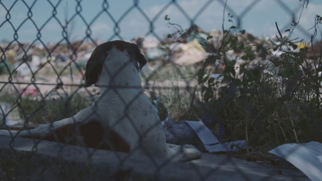 狗坐在垃圾堆旁边。视频下载