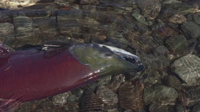 野生红鲑鱼太平洋鲑鱼在河流的浅水中游动，呼吸急促。慢镜头，特写镜头视频下载