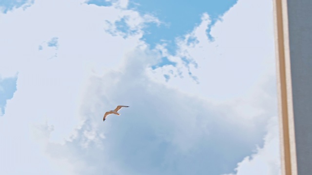 海鸥在晴朗的蓝天上飞翔视频素材