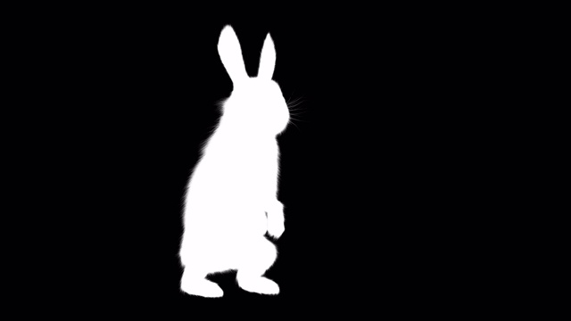 阿尔法通道的小兔子跑，停止嗅和站在她的后腿，继续跑视频素材