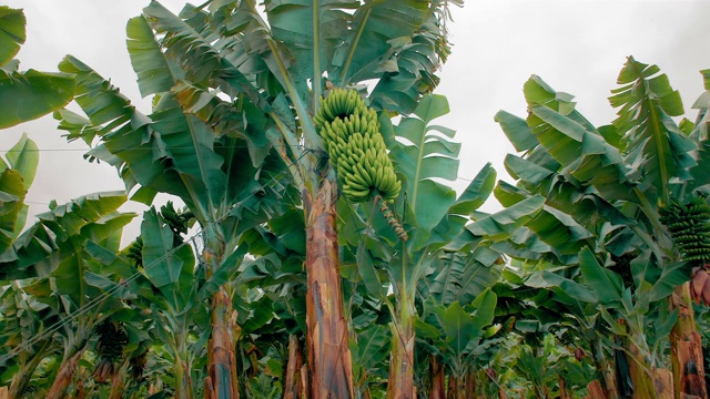 香蕉种植园。长着巨大绿叶的香蕉树。一串绿香蕉。有机食品的概念视频下载