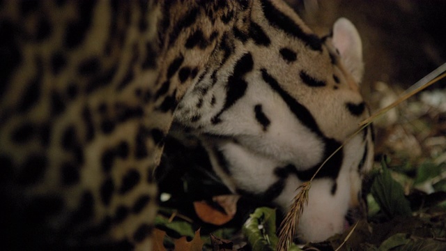 豹猫觅食视频下载