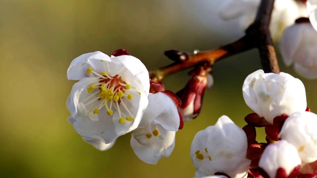 春天盛开的杏花视频素材