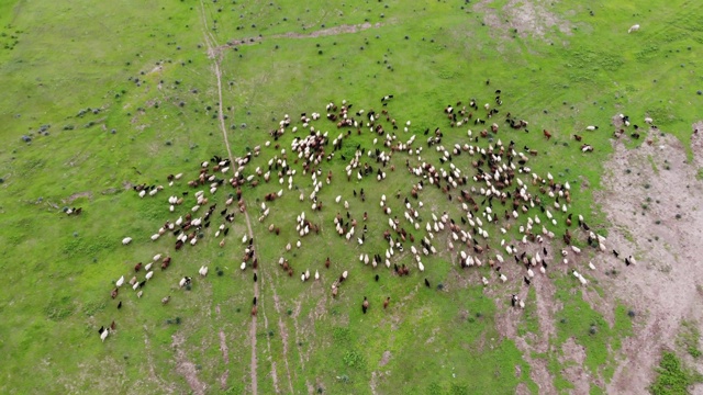 绿色田野里家畜的鸟瞰图视频素材