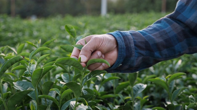 农民用手在植物中采摘绿茶叶子的慢动作视频素材