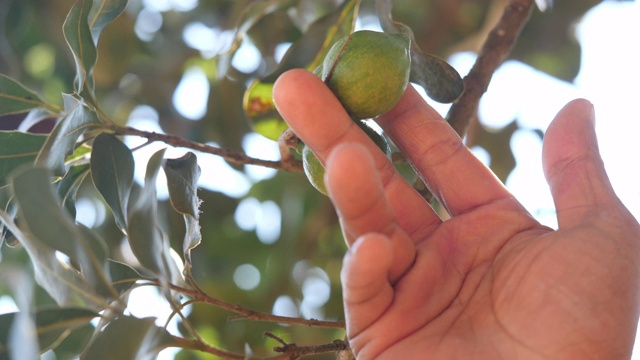 农夫的手摸着树上的澳洲坚果视频素材