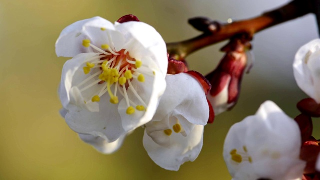 春天盛开的杏花视频素材
