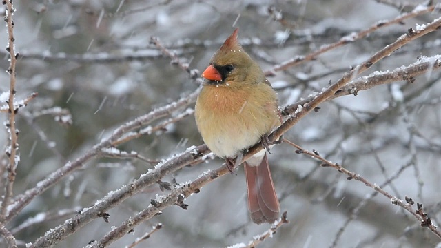 雌性北方红衣主教栖息在降雪视频素材