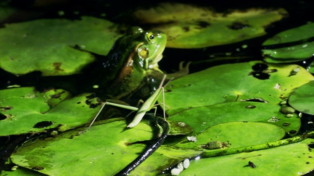 韩国忠清北道清州溪，首尔池塘青蛙在水坑里捕猎长头蚱蜢视频下载