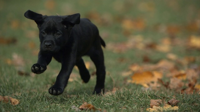 一只黑色的小狗跑过一片满是树叶的院子。视频下载