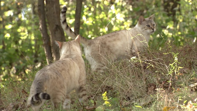 孟加拉猫探索树木繁茂的院子。视频素材