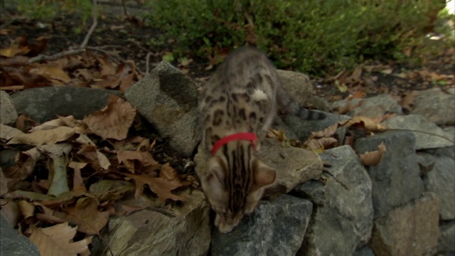 孟加拉小猫探索岩石院子。视频素材