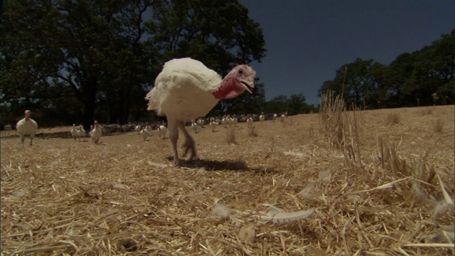 农场里，一只火鸡走在羊群的前面。视频下载