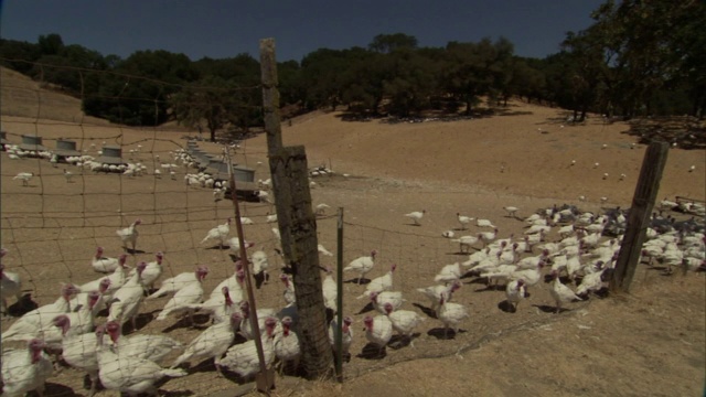 火鸡在农场的田野里游荡。视频下载