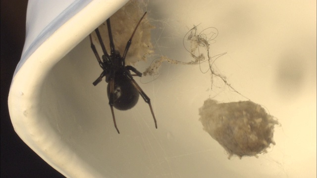 一只纽扣蜘蛛依附在一个巢上，而另一只则在风中摇摆。视频素材