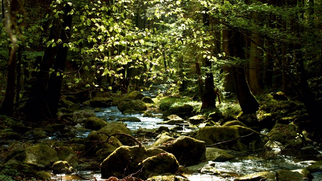 田园诗般的小溪在春天的森林视频素材
