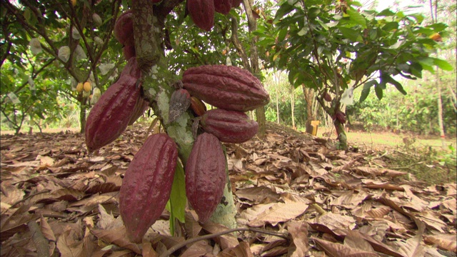 幼小的，红色的可可果实在小树林中成熟。视频下载