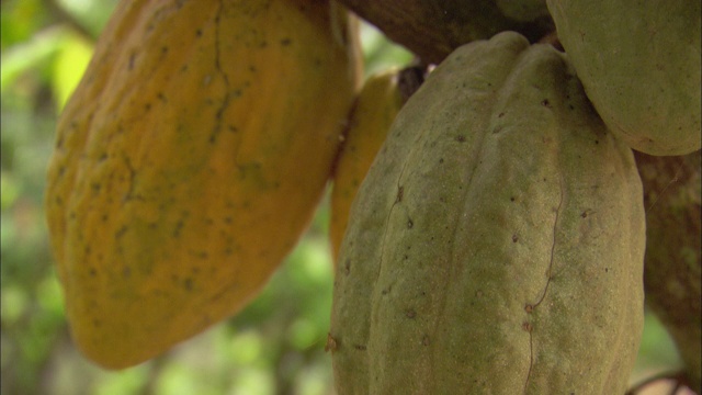 可可豆的果实在树上成熟。视频下载