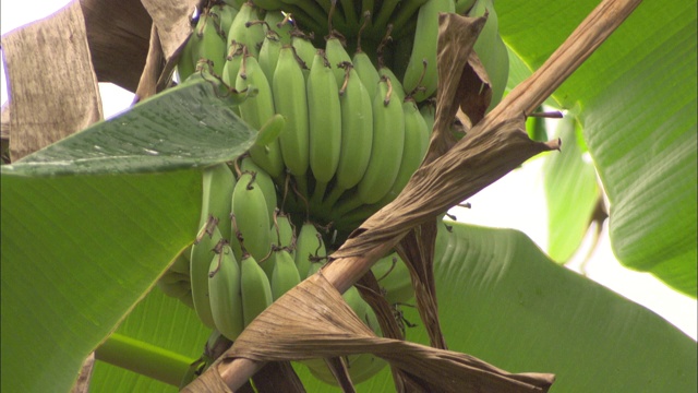 树上成串的香蕉成熟了。视频下载